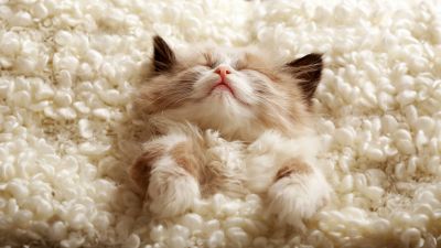 Fluffy, Cute Kitten, Furry, Cozy, Adorable, Sleeping, 5K