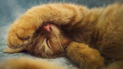 Ginger cat, Cute Kitten, Sleeping, Adorable