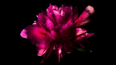 Pink flower, Peony flowers, Black background, AMOLED, 5K, Pink aesthetic