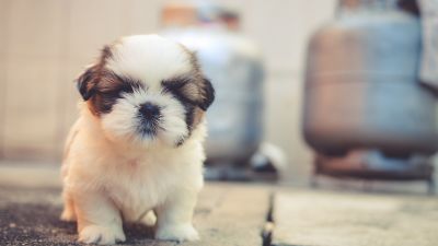 Cute puppies, Saint Bernard, Cute dog, Adorable, Fluffy dog