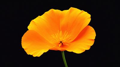 Poppy flower, Black background, Yellow flower, AMOLED, 5K