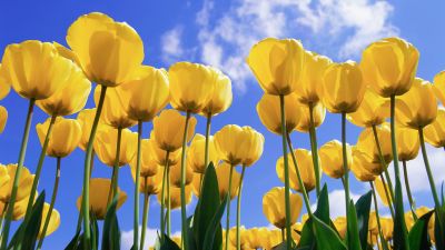 Yellow tulips, Daylight, Tulip garden, Tulip flowers