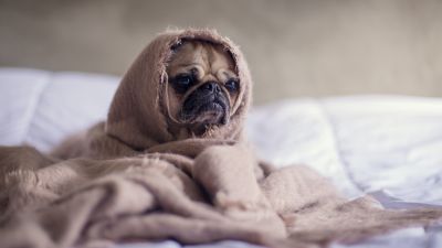 Fawn Pug, Sad, Innocent, Adorable, Blanket, Pet dog, Funny, Canine, Puppy, 5K, Sad face