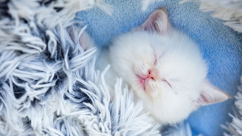 Cute Kitten, Sleeping, Furry, Adorable, White cat, Wallpaper