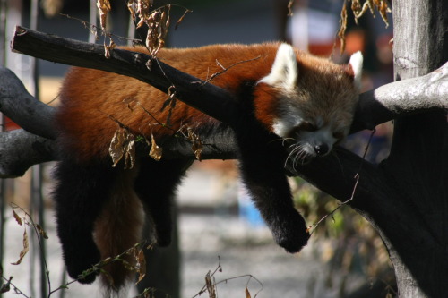 Sleeping Red Panda