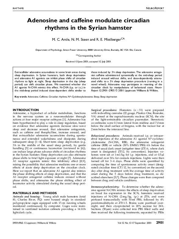 First page of “Adenosine and caffeine modulate circadian rhythms in the Syrian hamster”