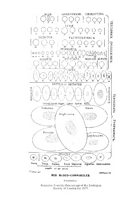 First page of “(1975) Comparative Mammalian Haematology”