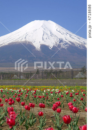 富士山とチューリップ 4718686