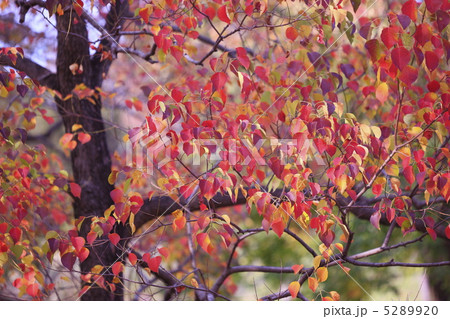 秋のイメージ　ハゼの木の紅葉 5289920