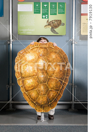 Boy standing behind loggerhead sea turtle shell 7919130