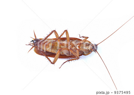 cockroach 9375495