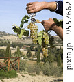 Harvester hands cutting grapes 9557662