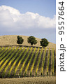 Beautiful vineyard panoramic in Italy... 9557664