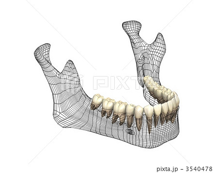 下顎骨 3540478