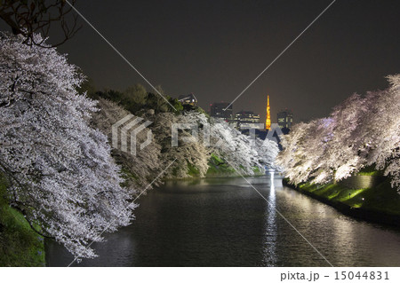 千鳥ケ淵の夜桜 15044831