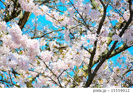 櫻花繚乱　観音寺川桜並木 15559012