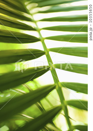 Palm leaf 10355650