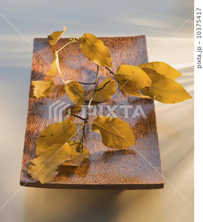 Branch and leaves on wooden tray 10375417