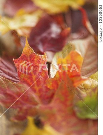 Colorful autumn leaves 10568063