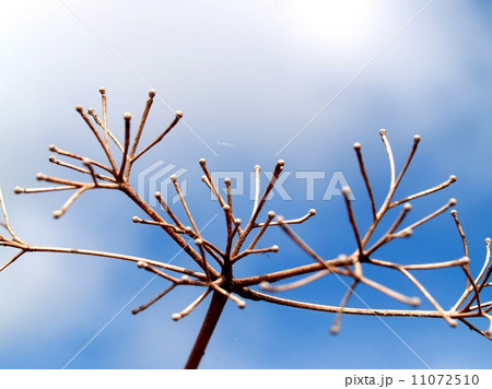 Dead Tree  nature background 11072510