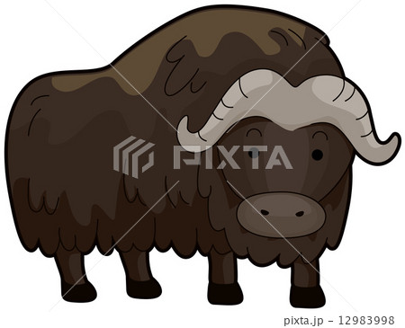 Musk Ox 12983998