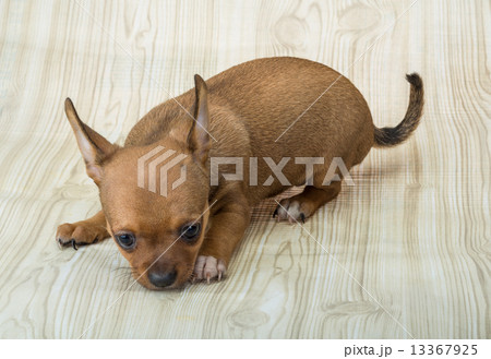 Chihuahua puppy 13367925