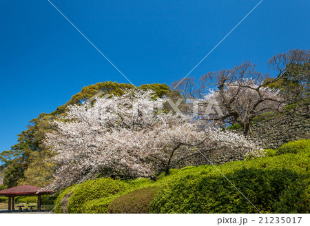 舞鶴公園の桜 21235017