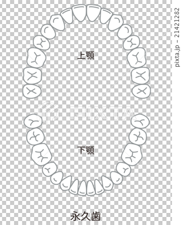 Tooth alignment 21421282