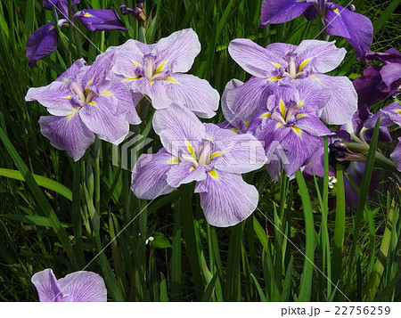 花言葉は「あなたを信じています」。恋人へのプレゼントにピッタリの花である。 22756259