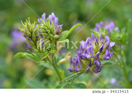 植物：ムラサキウマゴヤシ　マメ科 34315415