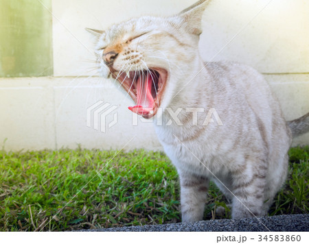 Action Animal Themes Cat Closeup Cute Cat Domestic 34583860