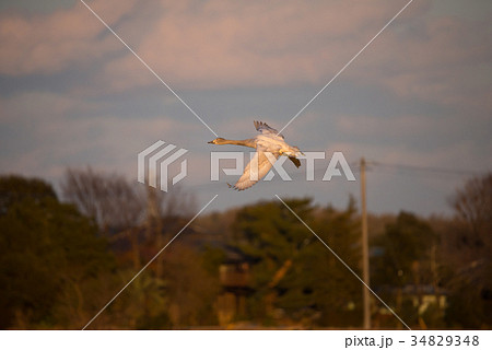 夕暮れの白鳥 （千葉県印西市 白鳥の郷） ※2017年1月撮影 34829348