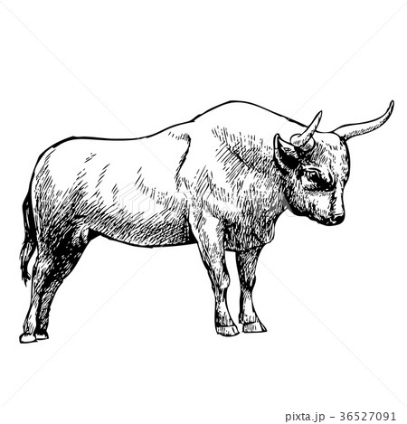 hand drawn illustration of bull 36527091