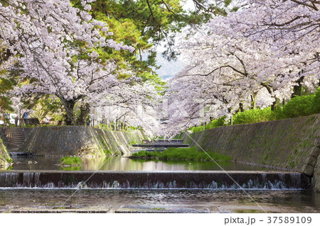 満開の桜、兵庫県西宮市夙川公園にて 37589109