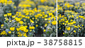 Abstract background of yellow flowers 38758815