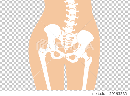 人体骨格 腰部 肌色 39193283