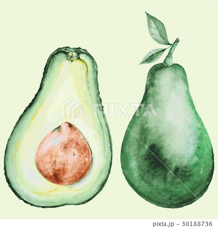 Watercolor avocado  30188736