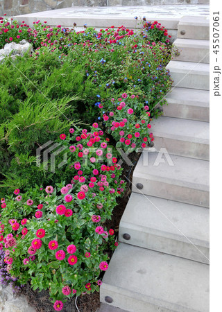 decorative flower bed with evergreen plants and sm 45507061