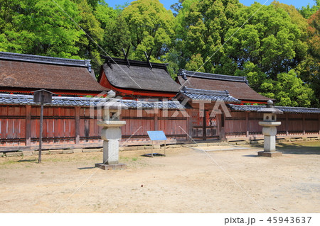 万緑の九所明神（仁和寺） 45943637