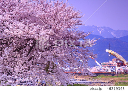 相川水辺公園（岐阜　垂井町）満開の桜と鯉のぼりの競演 46219363