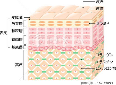 肌の構造　断面図 48299094