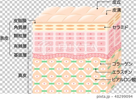 肌の構造　断面図 48299094