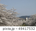 佐保川沿いの桜と若草山 49417532