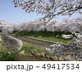 佐保川沿いの桜 49417534