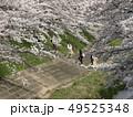 佐保川沿いの桜 49525348