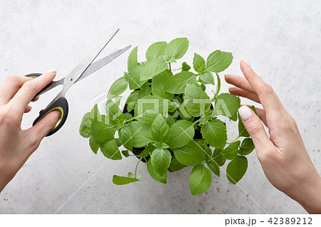 Woman's hands cutting fresh green basil leaves 42389212