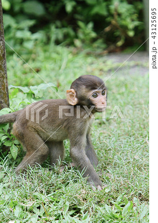 A monkey in Kam Shan Country Park, hk 43125695