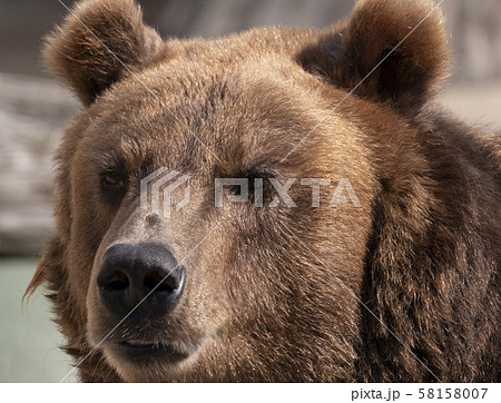 Brown bear (Ursus arctos) portrait on the hunt 58158007