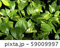 Green leaves background, Spotted betel background and wallpaper 59009997