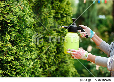 Woman gardener spraying plants in the home garden 53640980